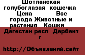 Шотланская голубоглазая  кошечка › Цена ­ 5 000 - Все города Животные и растения » Кошки   . Дагестан респ.,Дербент г.